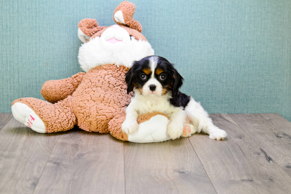 Hypoallergenic Cavalier King Charles Spaniel Purebred Pup
