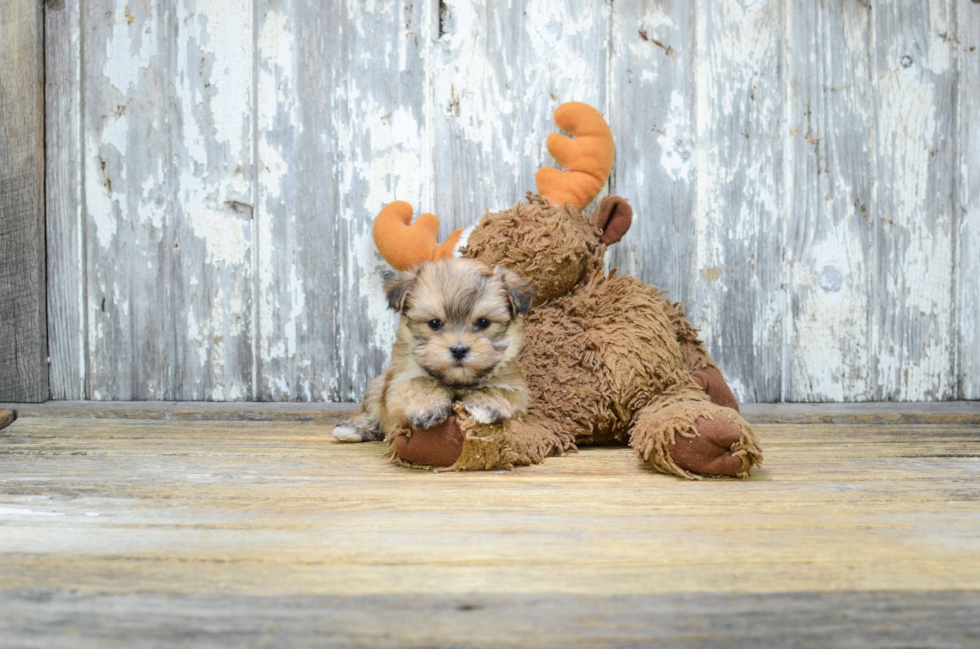 Sweet Morkie Baby