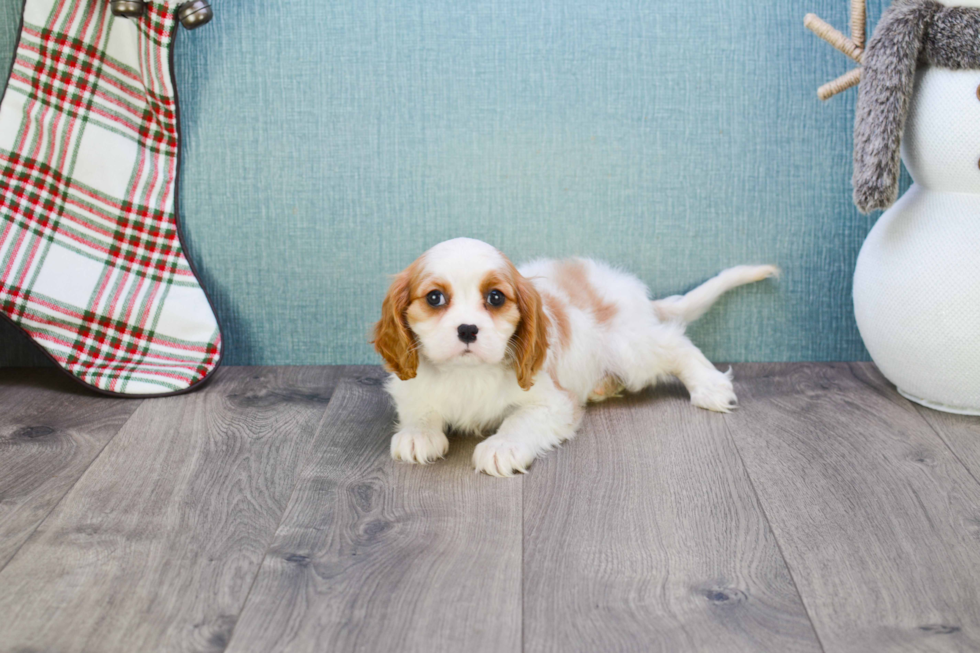 Best Cavalier King Charles Spaniel Baby
