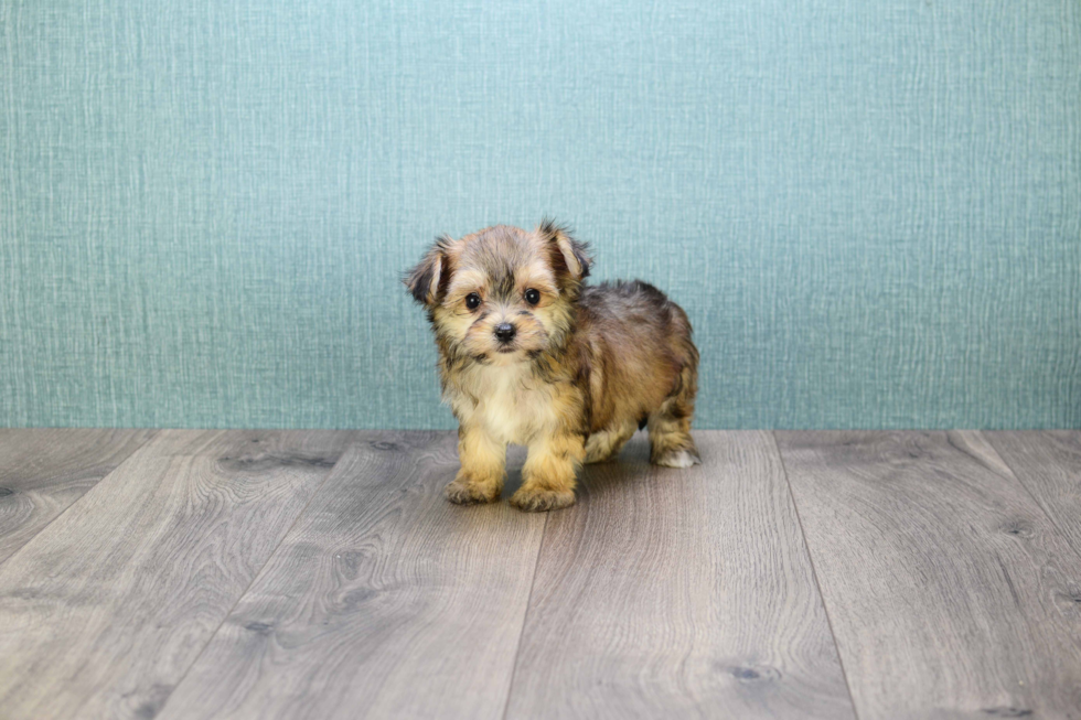 Friendly Morkie Baby