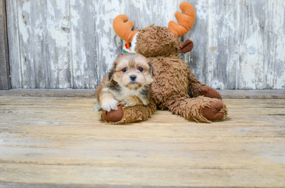Petite Morkie Designer Pup