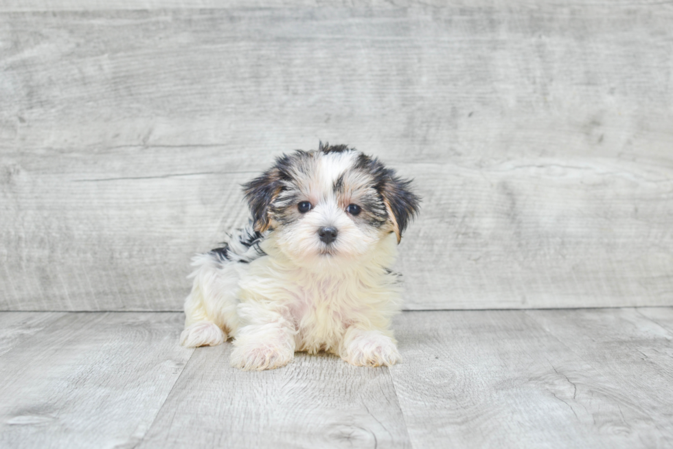 Happy Morkie Baby