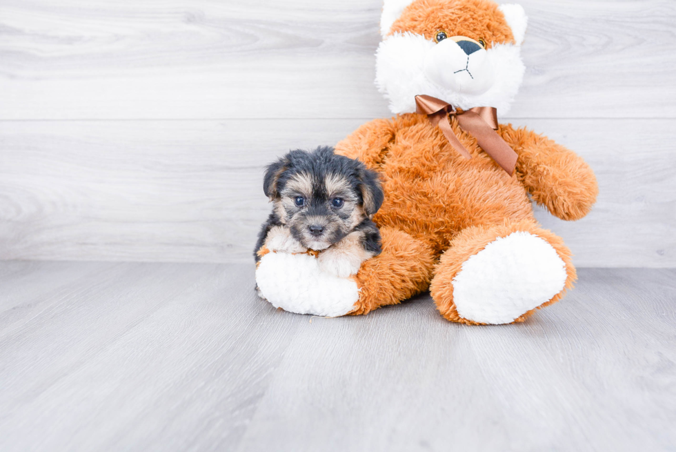 Morkie Pup Being Cute