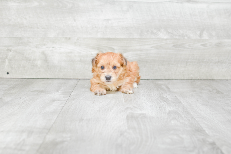 Morkie Puppy for Adoption