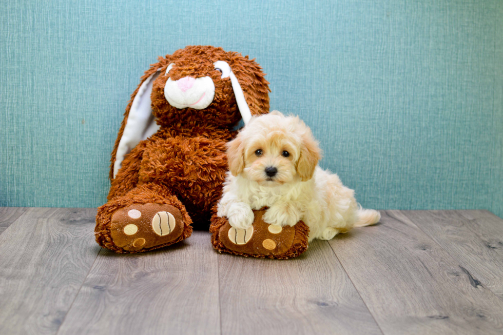 Maltipoo Pup Being Cute
