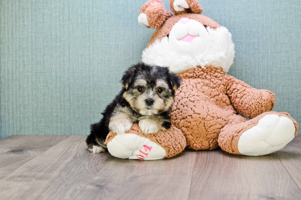 Morkie Pup Being Cute
