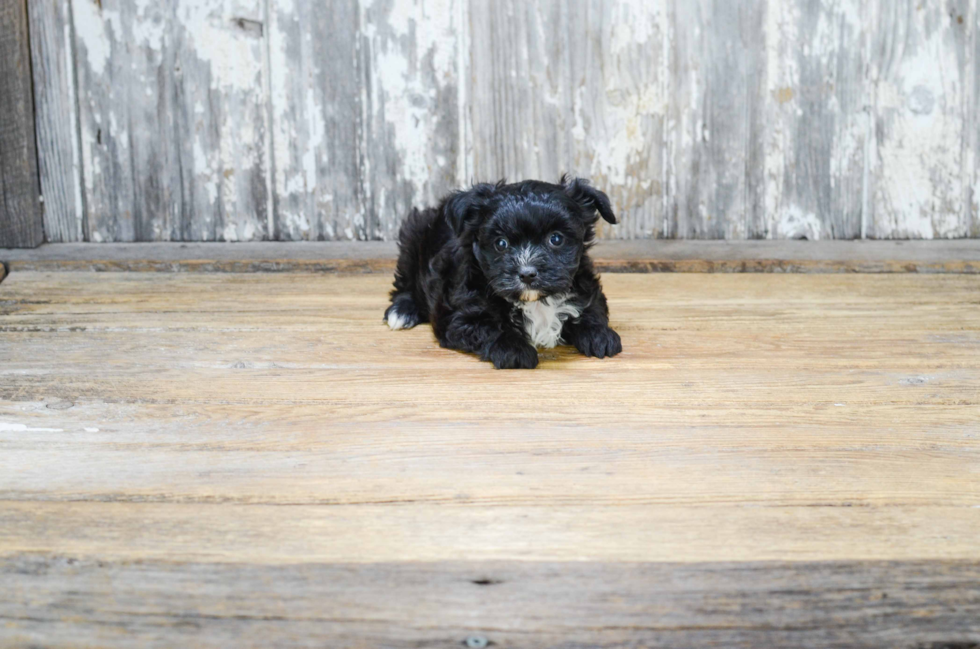 Morkie Puppy for Adoption