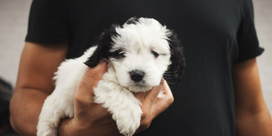 Easiest Dogs to Train: Meet the Top 5 Pups for Effortless Training