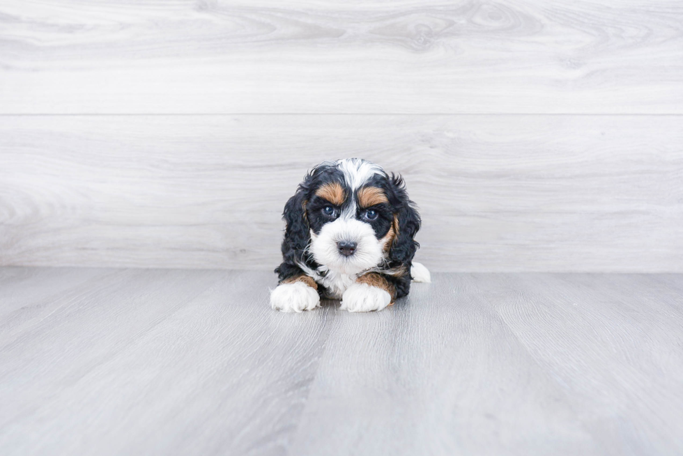 Mini Bernedoodle Pup Being Cute