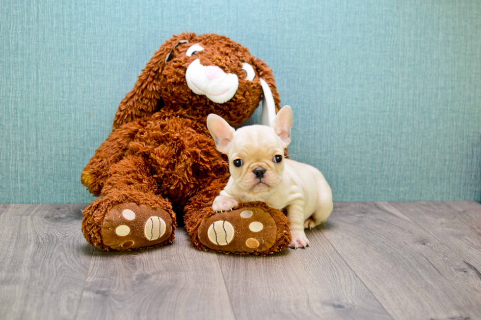French Bulldog Puppy for Adoption