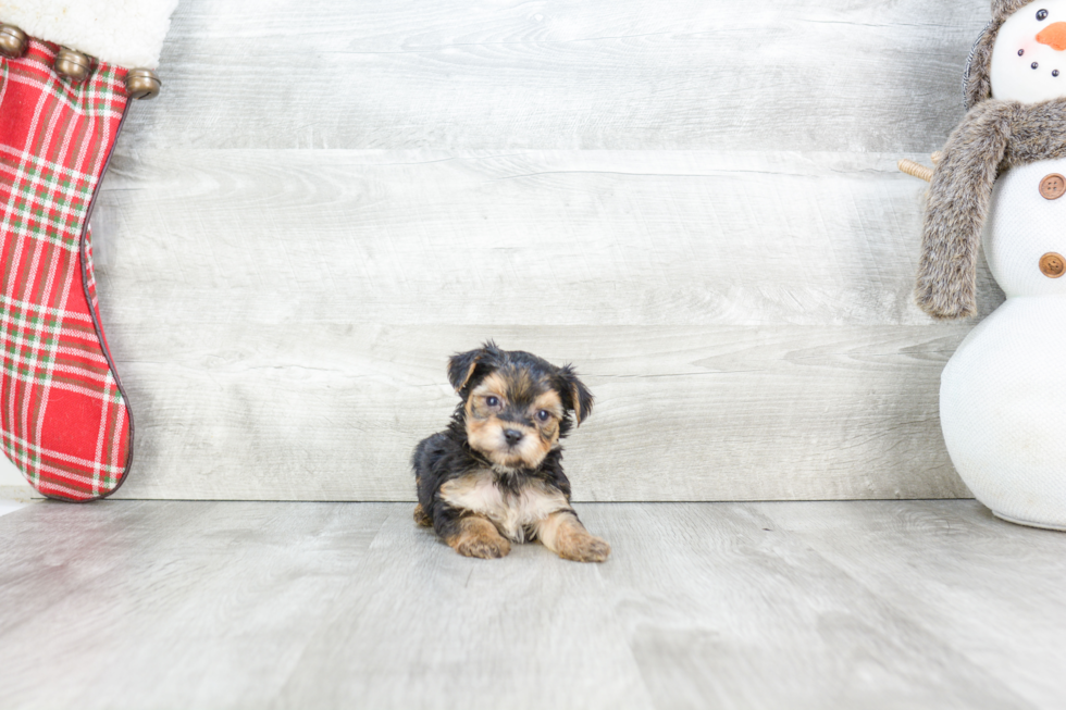 Morkie Puppy for Adoption