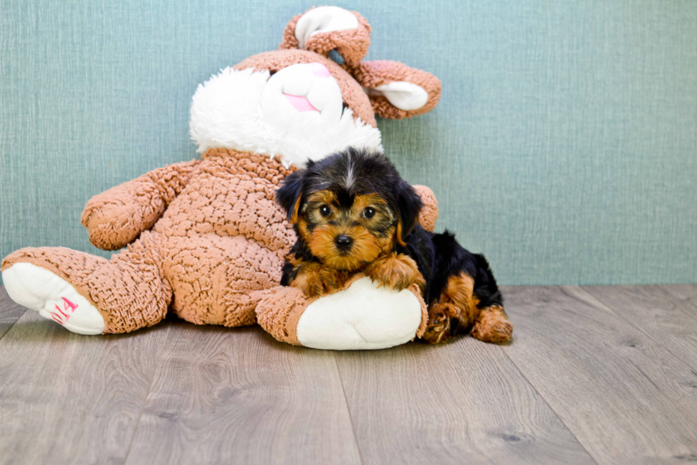 Meet Jeremy - our Yorkshire Terrier Puppy Photo 