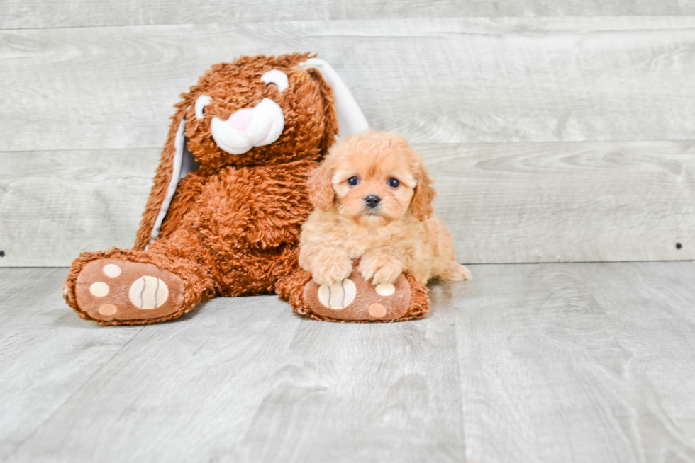 Cavapoo Pup Being Cute