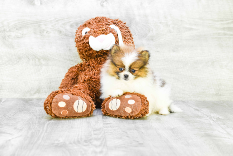 Friendly Pomeranian Purebred Pup