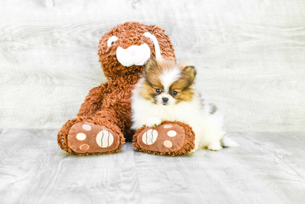 Friendly Pomeranian Purebred Pup