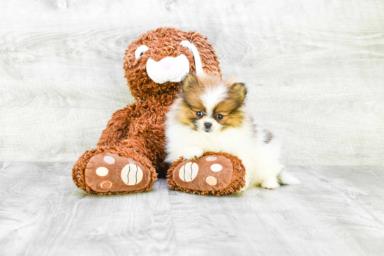 Friendly Pomeranian Purebred Pup