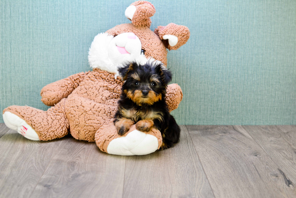 Yorkie Poo Pup Being Cute