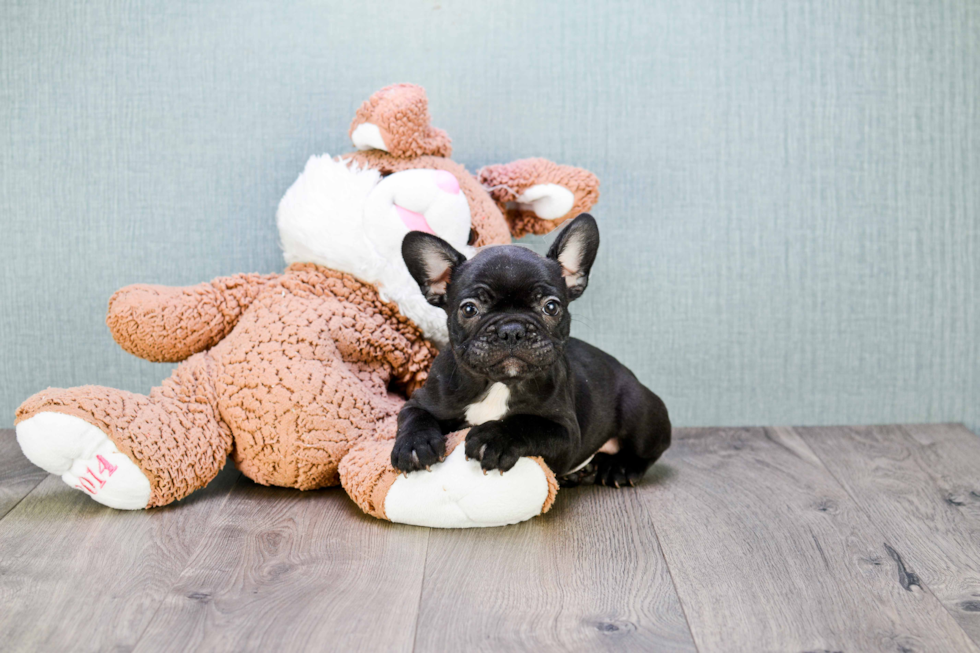 French Bulldog Puppy for Adoption