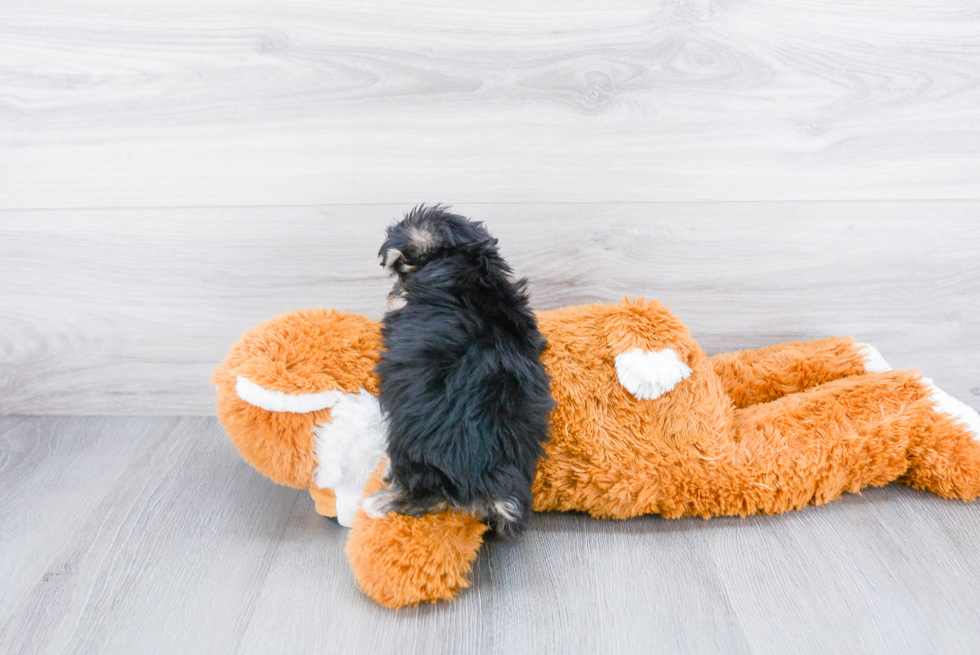 Popular Morkie Designer Pup