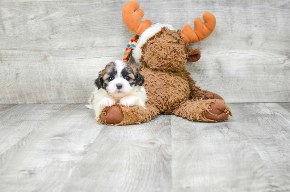Little Shitzu Designer Puppy