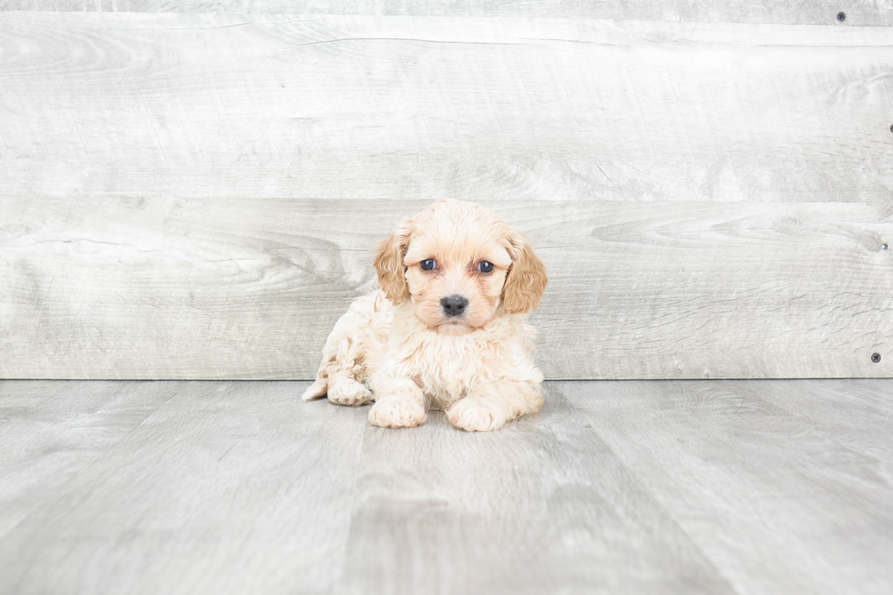 Cavachon Pup Being Cute