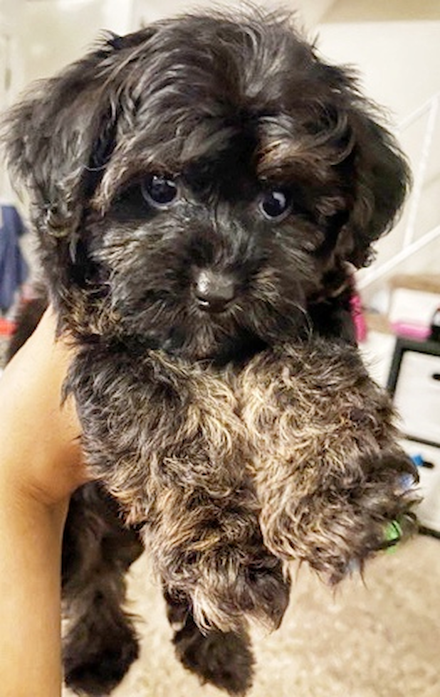 Cute Yorkie Poo Poodle Mix Pup