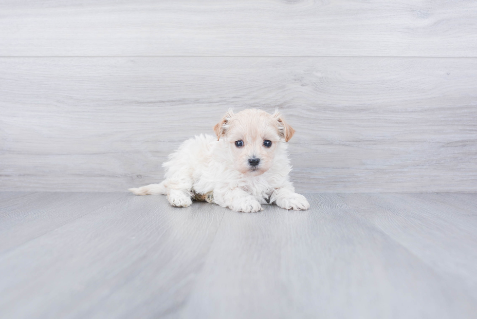 Best Maltipoo Baby
