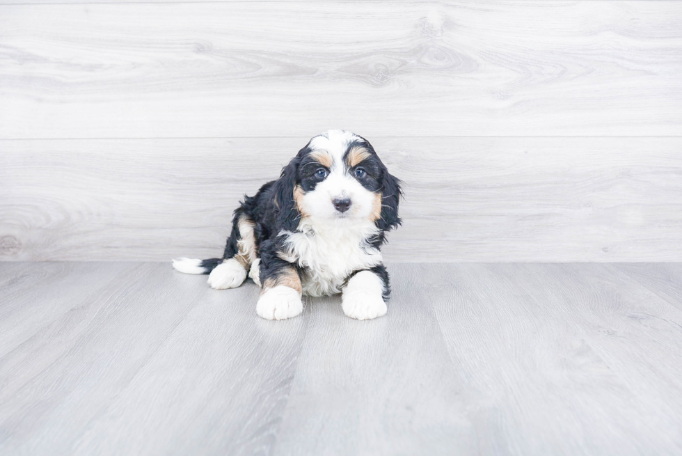 Mini Bernedoodle Puppy for Adoption