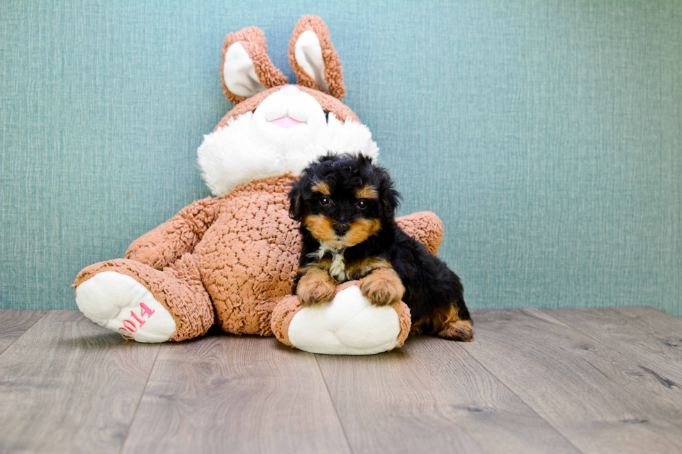 Fluffy Yorkie Poo Poodle Mix Pup