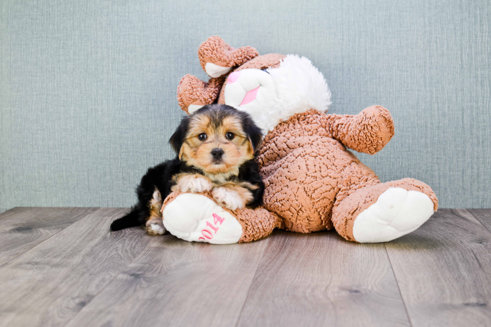 Best Morkie Baby