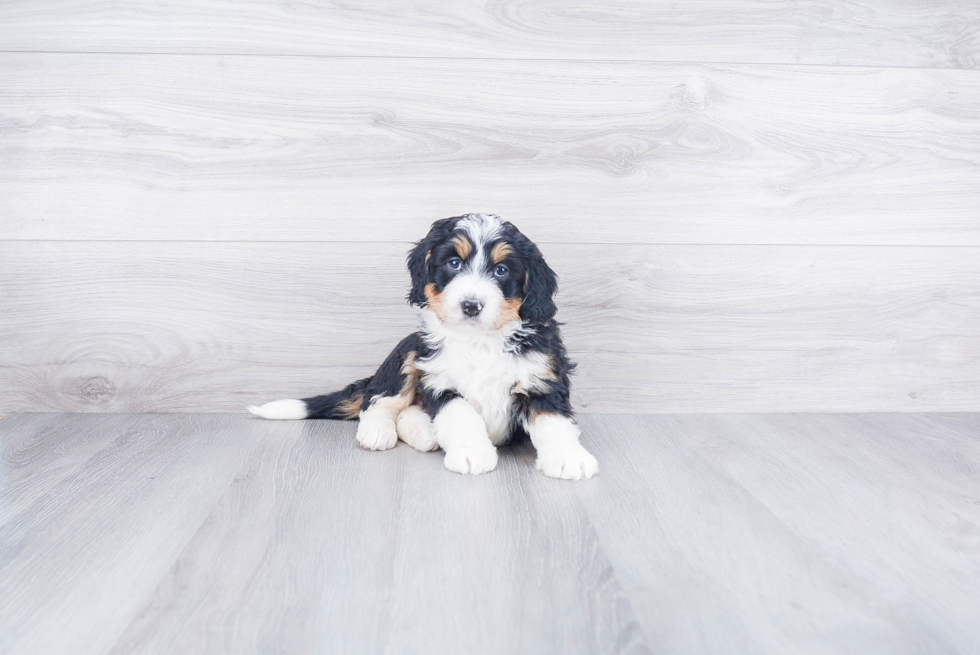 Best Mini Bernedoodle Baby