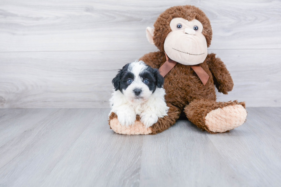 Smart Havanese Purebred Puppy