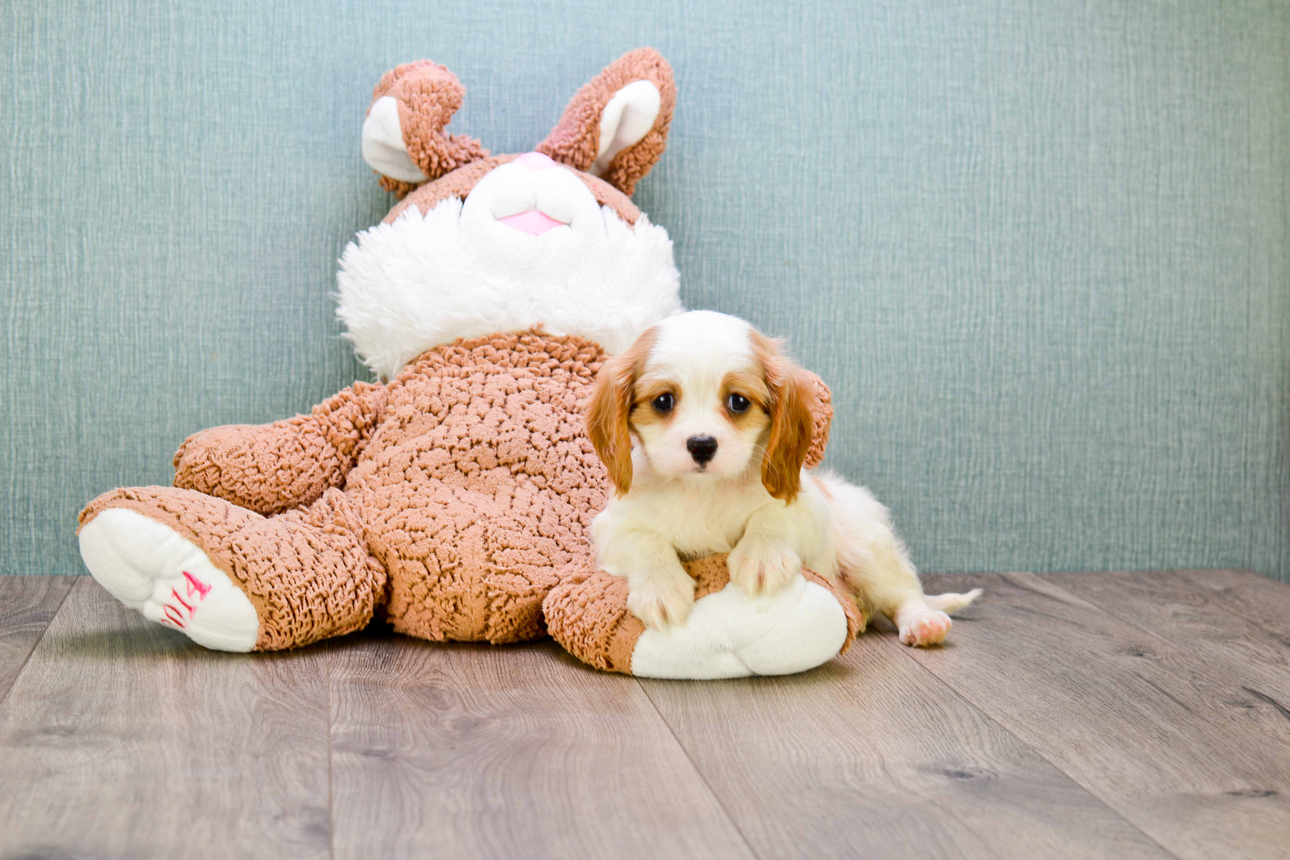 Funny Cavalier King Charles Spaniel Baby