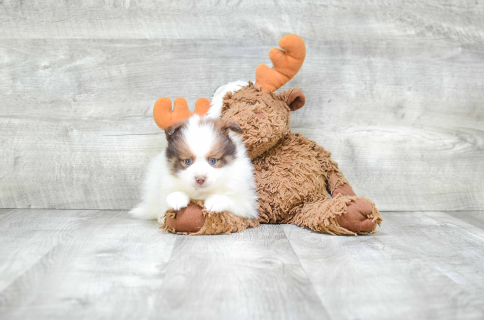 Small Pomeranian Purebred Pup