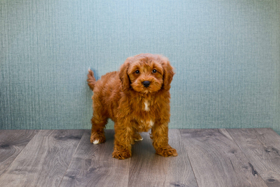 Smart Mini Goldendoodle Poodle Mix Pup