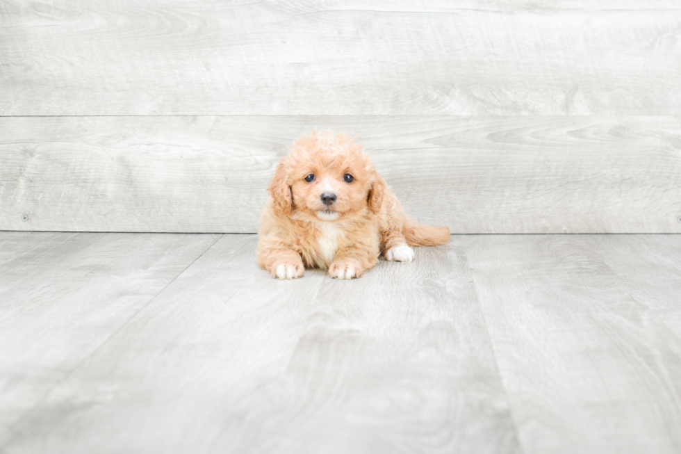Cavapoo Puppy for Adoption