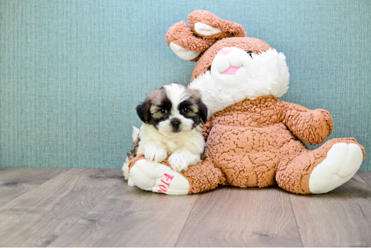 Best Teddy Bear Baby