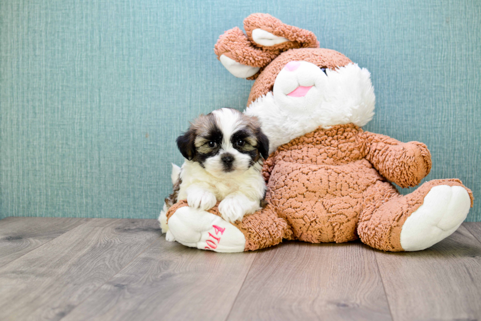 Best Teddy Bear Baby