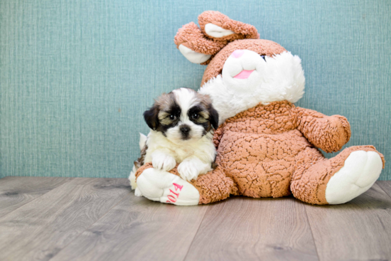 Best Teddy Bear Baby