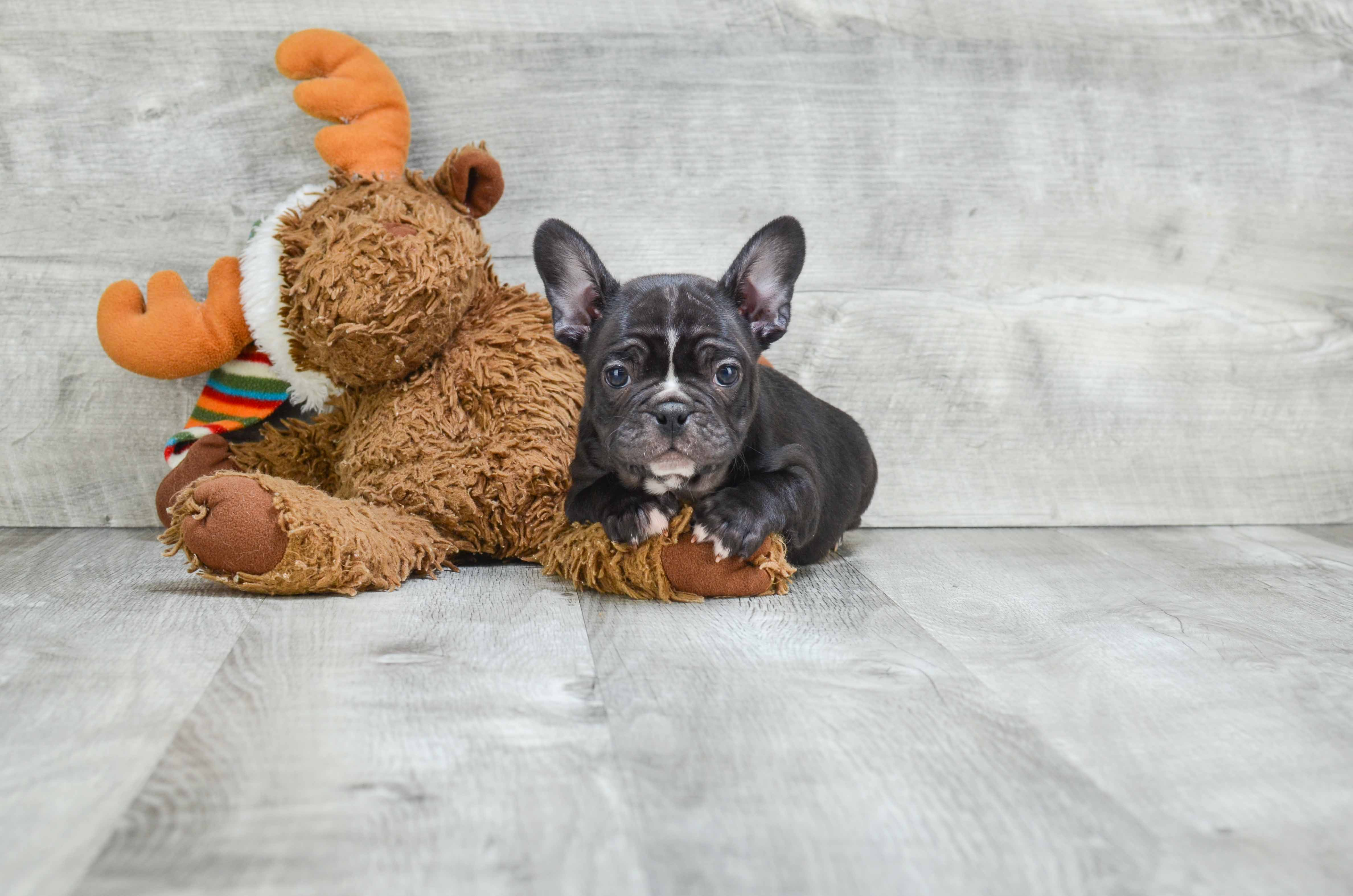 Best French Bulldog Baby