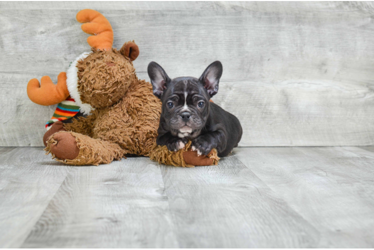 Best French Bulldog Baby