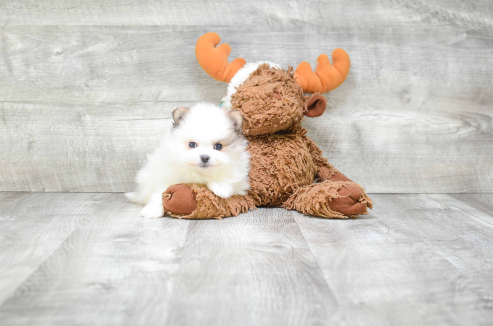 Best Pomeranian Baby