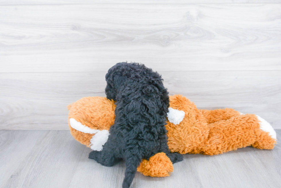 Mini Bernedoodle Pup Being Cute