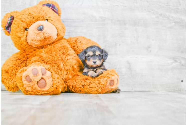 Morkie Pup Being Cute