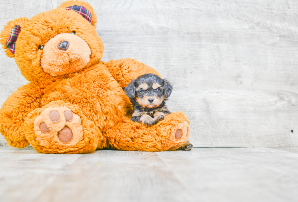 Morkie Pup Being Cute