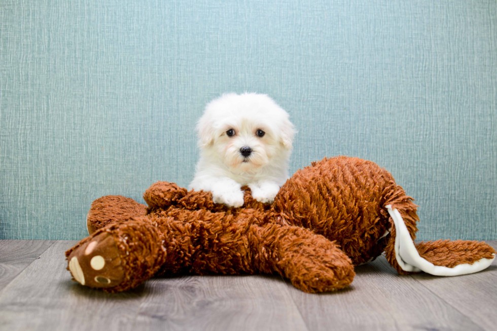 Maltipoo Pup Being Cute