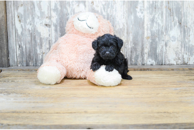 Energetic Yorkie Doodle Poodle Mix Puppy