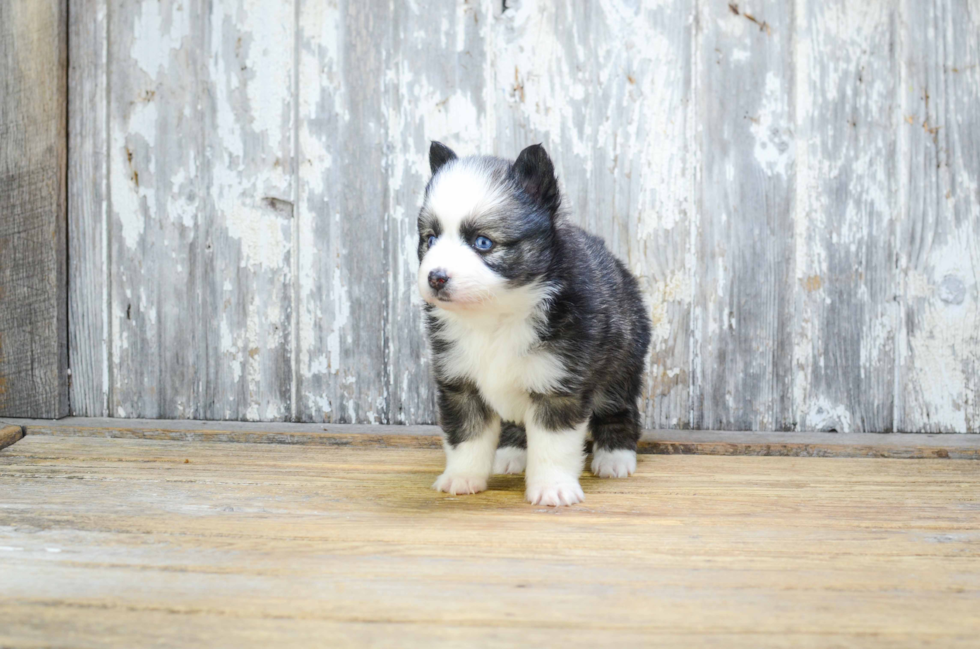 Smart Pomsky Designer Pup