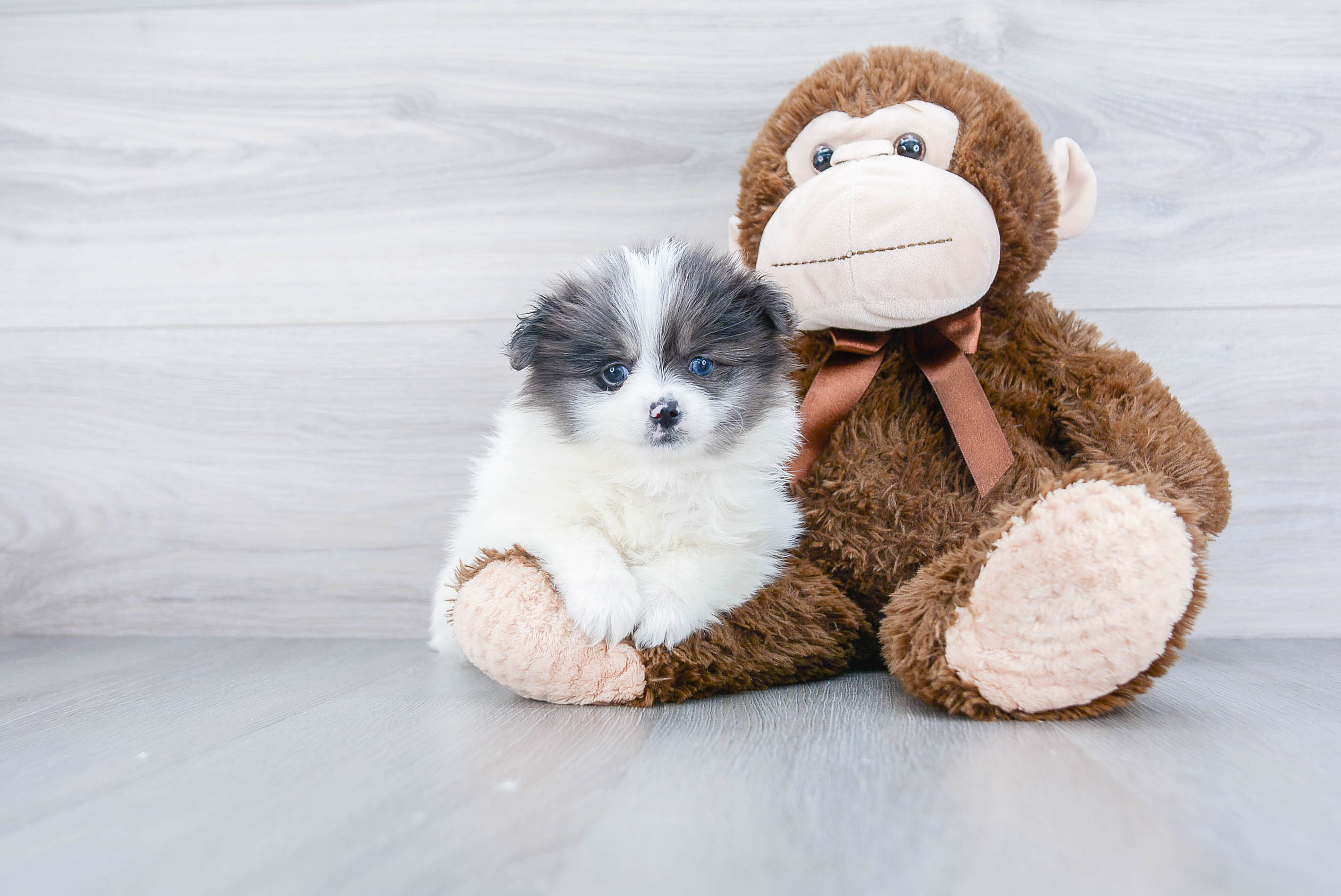 Pomeranian Pup Being Cute