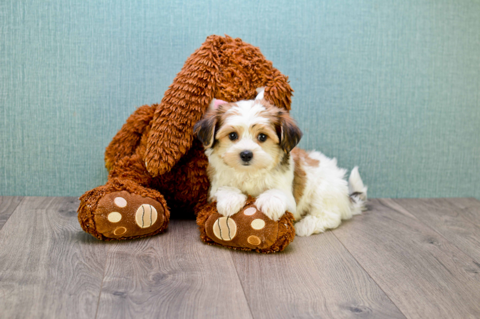 Adorable Yorkie Designer Puppy